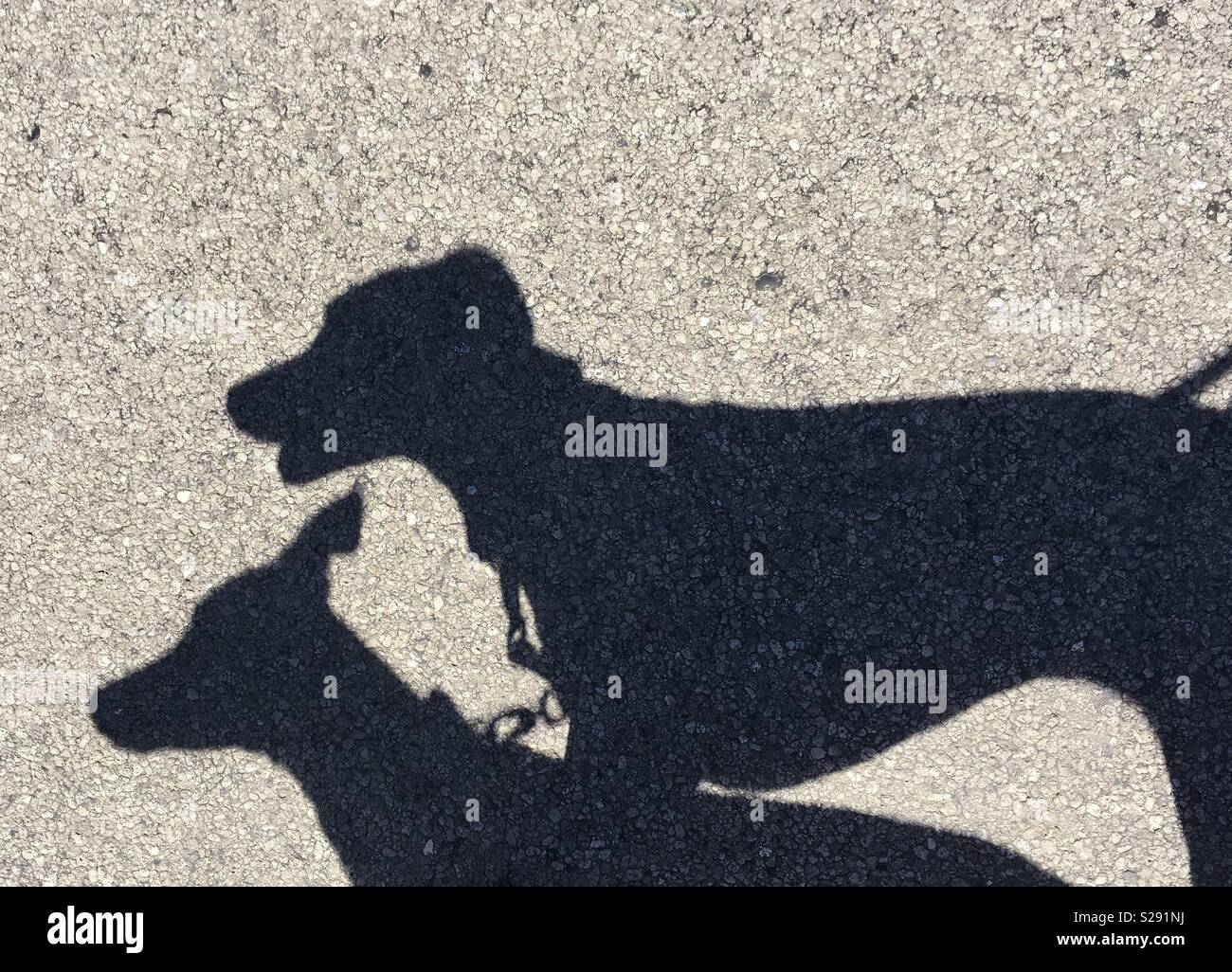Silhouette of two whippets walking Stock Photo