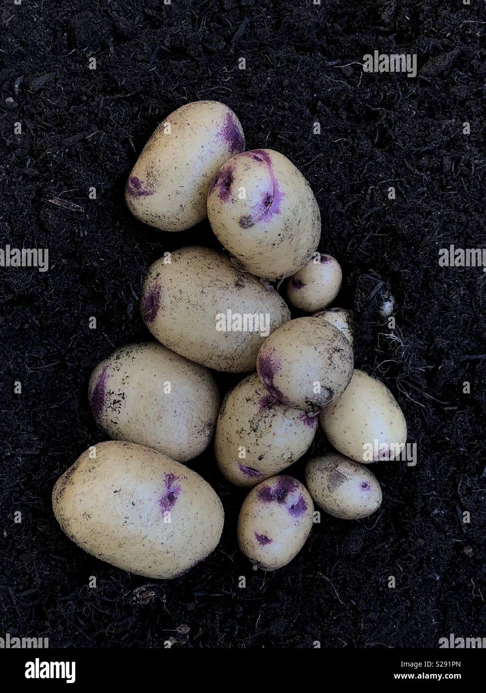 New Potatoes Stock Photo