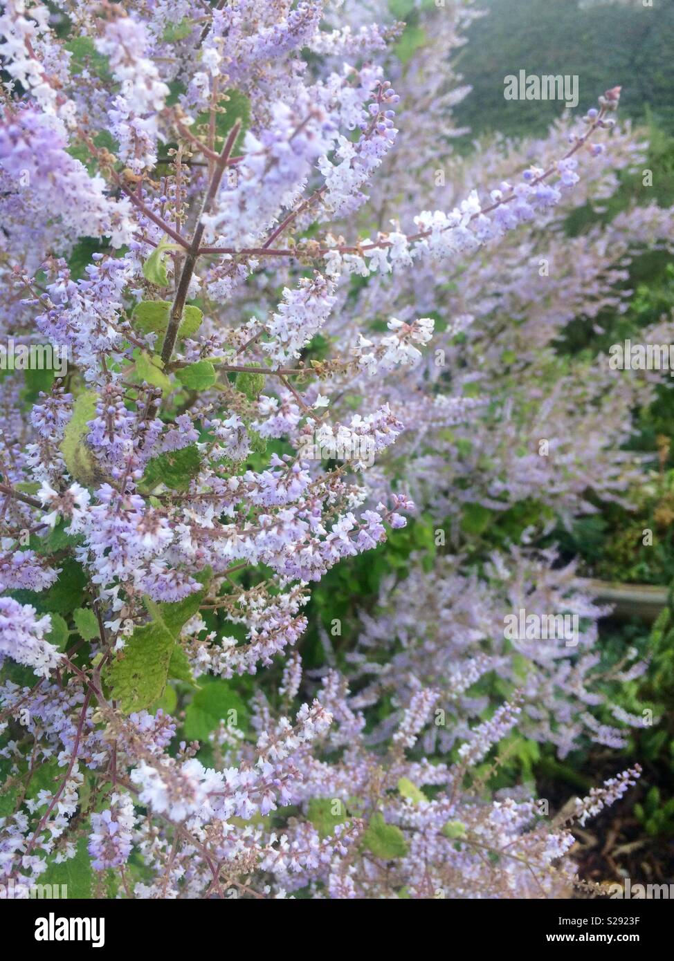 Light purple or lilac flowers on a tree in Kirstenbosch Botanical garden Cape Town South Africa in Winter Stock Photo