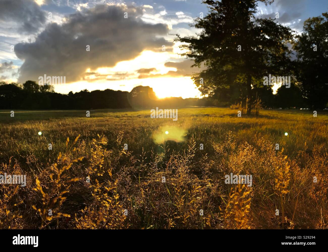 Sunset in Phoenix Park, Dublin, Ireland Stock Photo