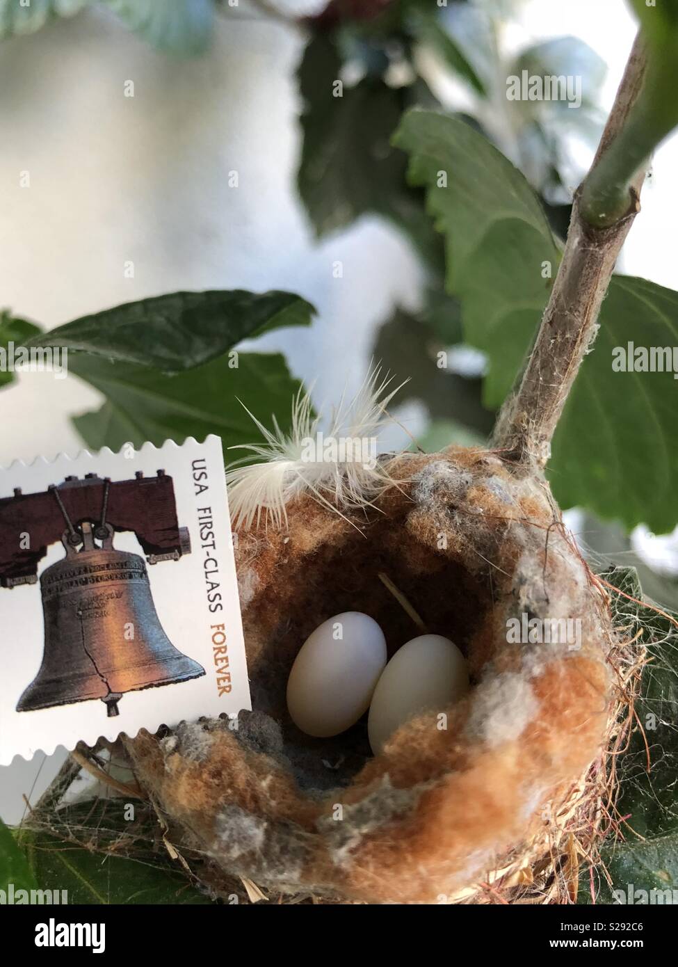 Hummingbird nest with two eggs tiny compared to stamp in hibiscus tree in Fullerton California Stock Photo
