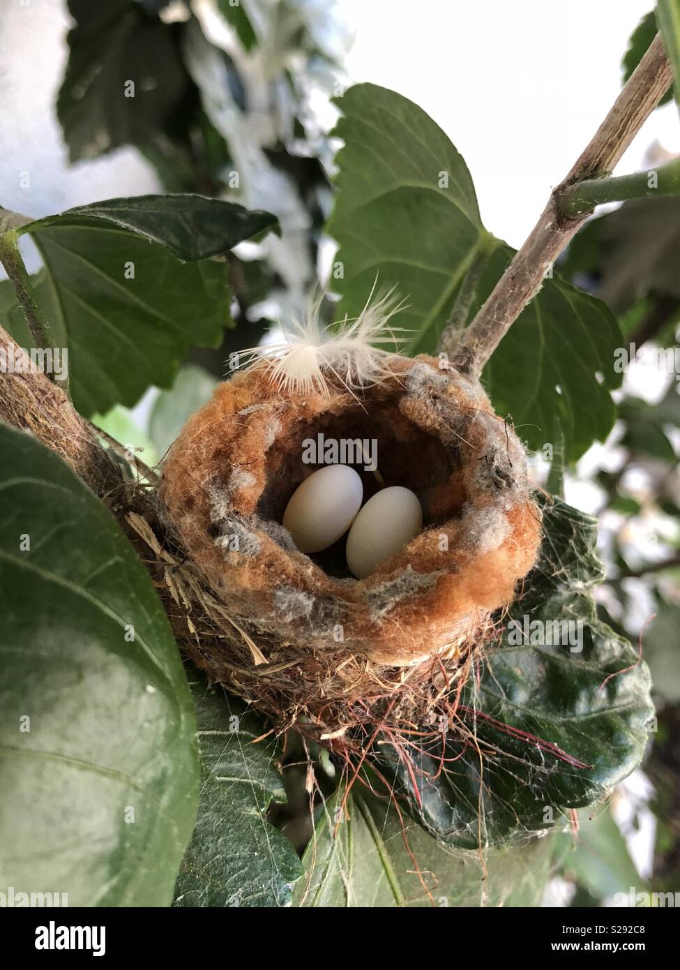 Hummingbird eggs in nest in hibiscus tree pair of twin nestling babies in Fullerton California Stock Photo