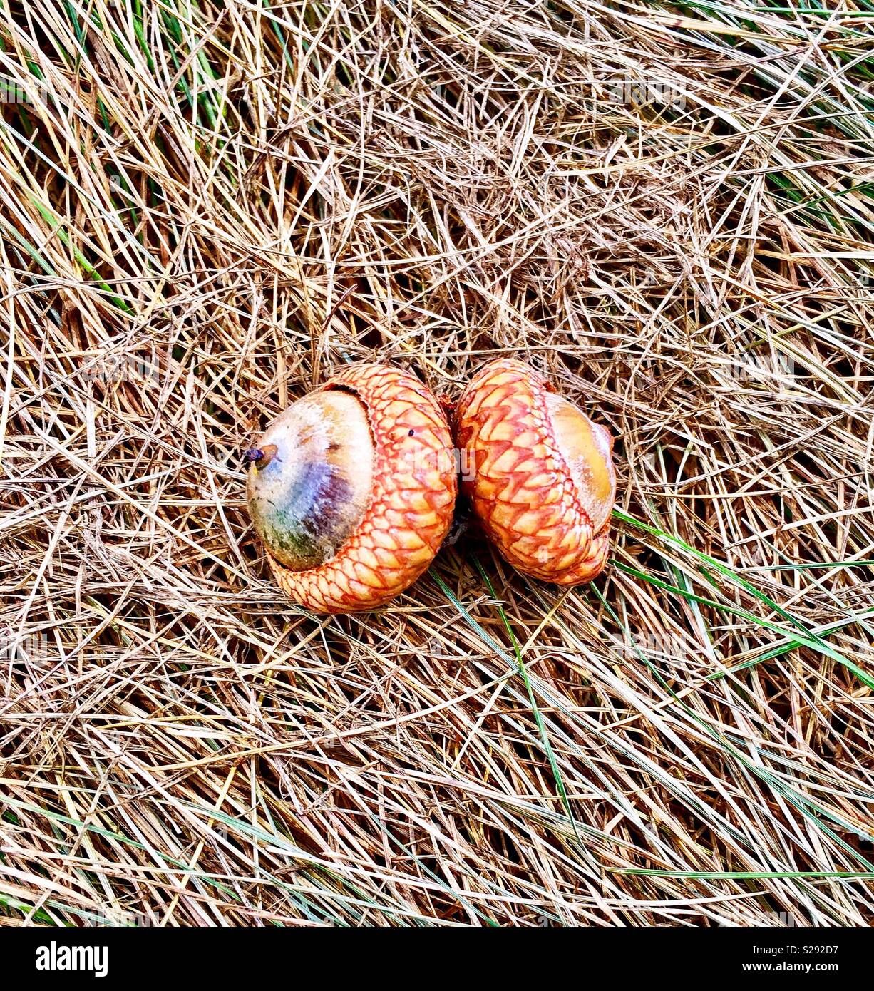 Two acorns on dried grass Stock Photo