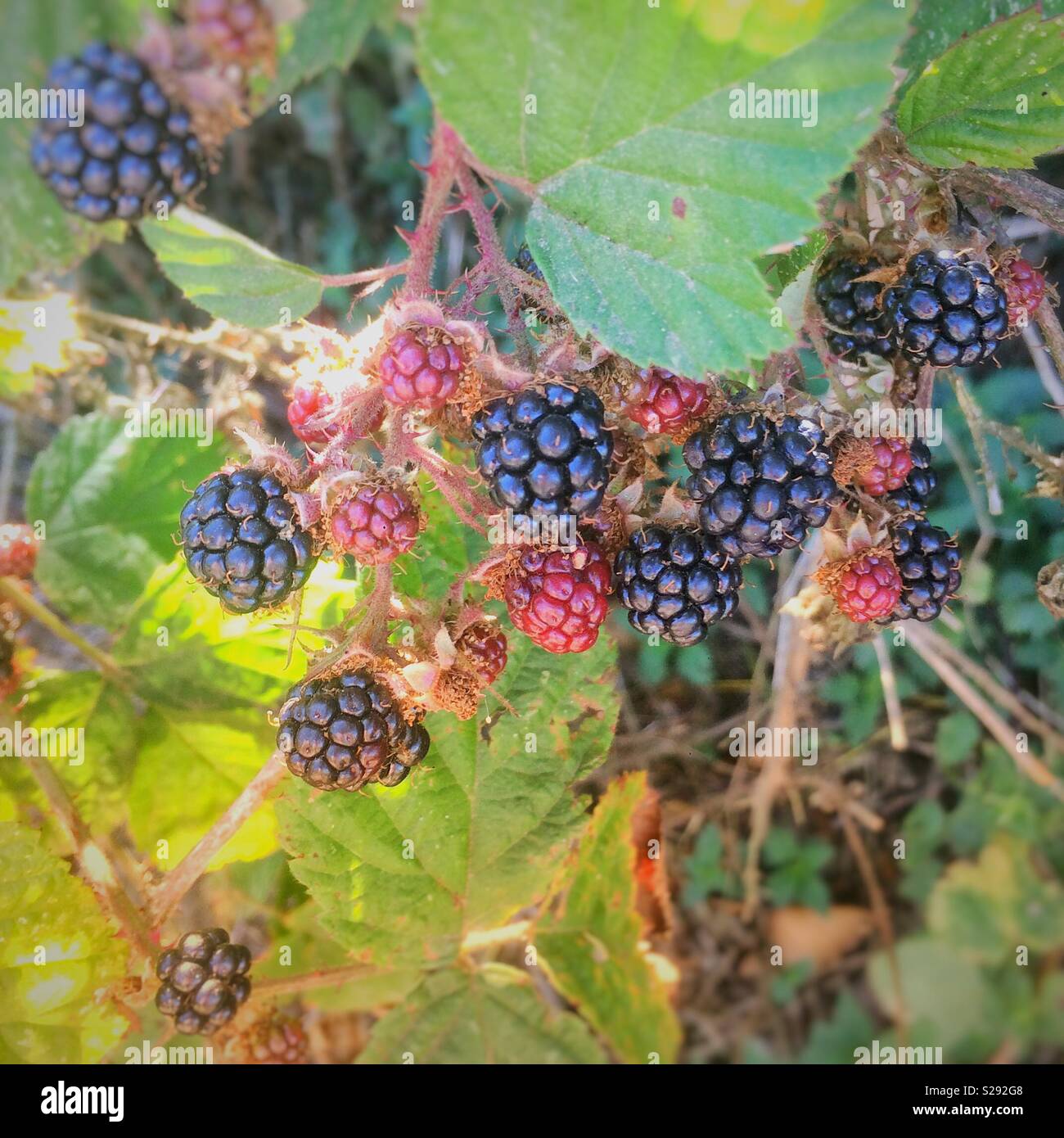 Blackberry thorns hires stock photography and images Alamy