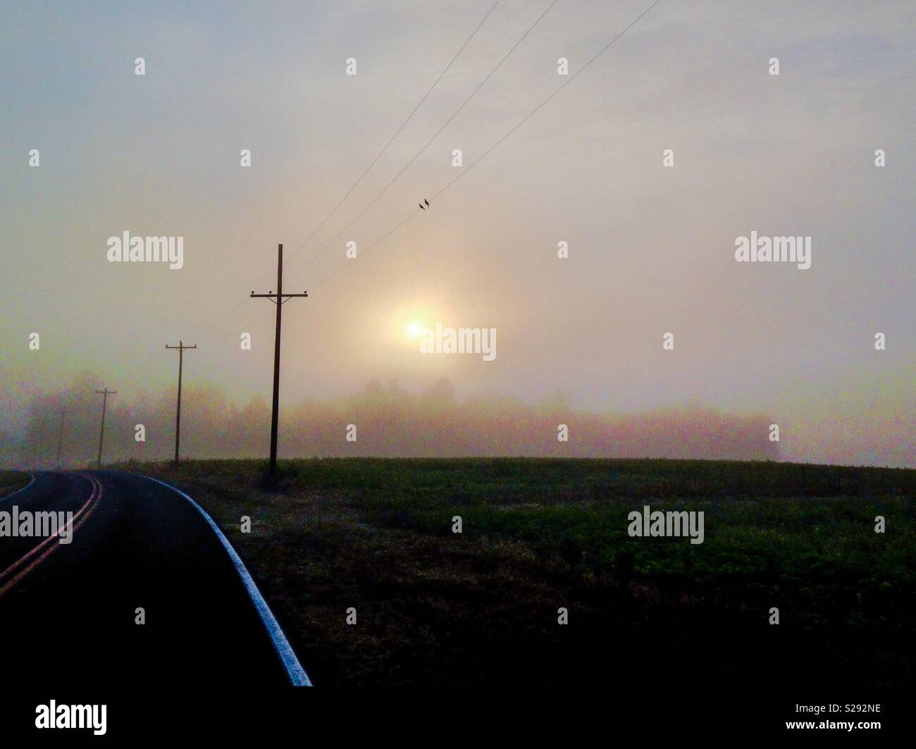 Telephone wires and poles cut through scene of misty summer sun rising over North Carolina field - Smartphone Captured Stock Image
