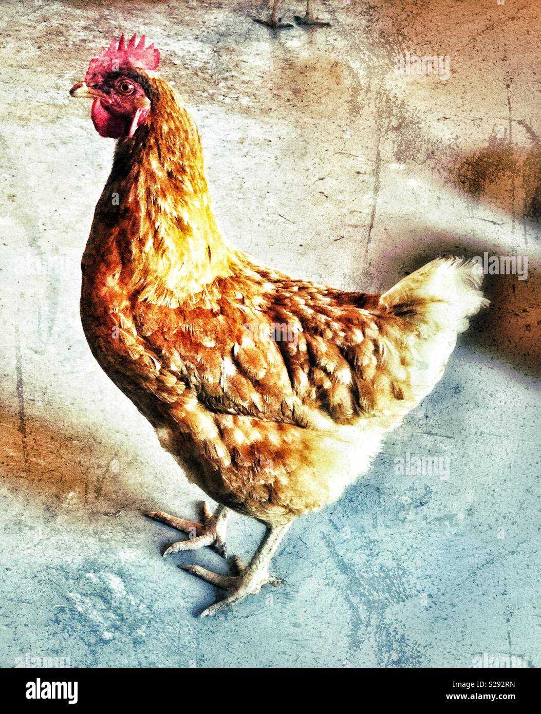 Creative, artistic full body portrait of a Rhode Island Red chicken Stock Photo