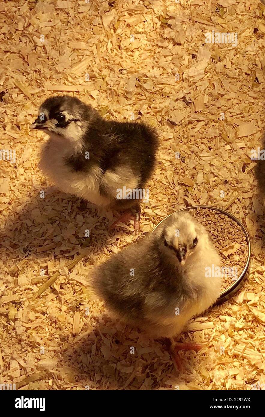 2 fluffy, young chicks keeping warm in a pen under electric light - Smartphone Captured Stock Image