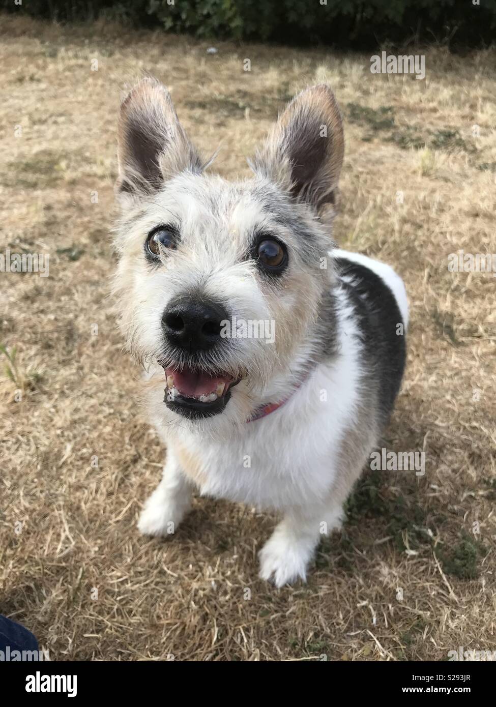 Senior jack russell hires stock photography and images Alamy