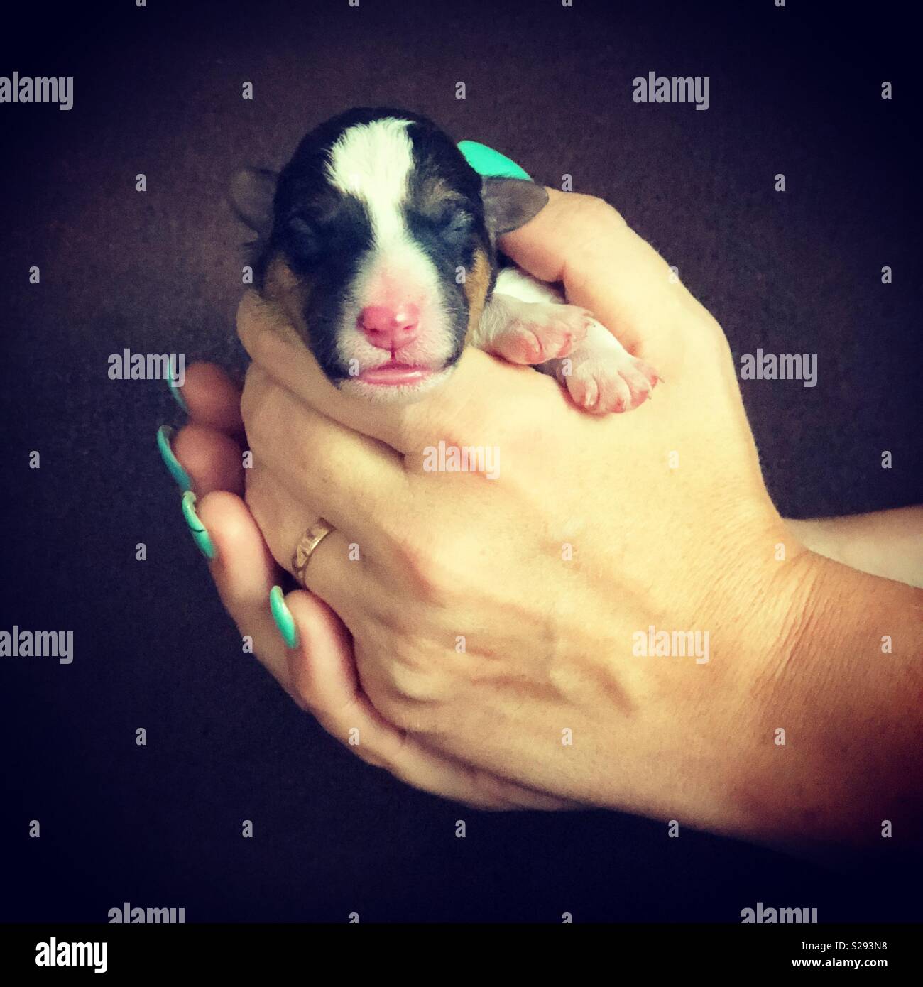Female hands holding a cute new born puppy - Smartphone Captured Stock Image