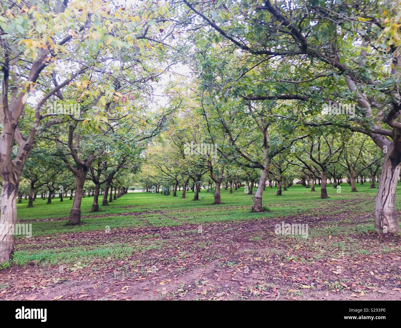 Walnut grove hires stock photography and images Alamy