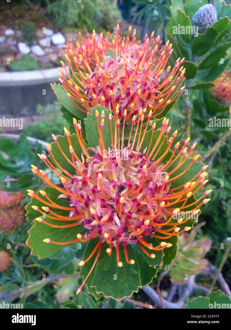 Portrait of Pincushion Protea flowers in full bloom on plant during Winter in Cape Town at Kirstenbosch Botanical garden in South Africa Stock Photo