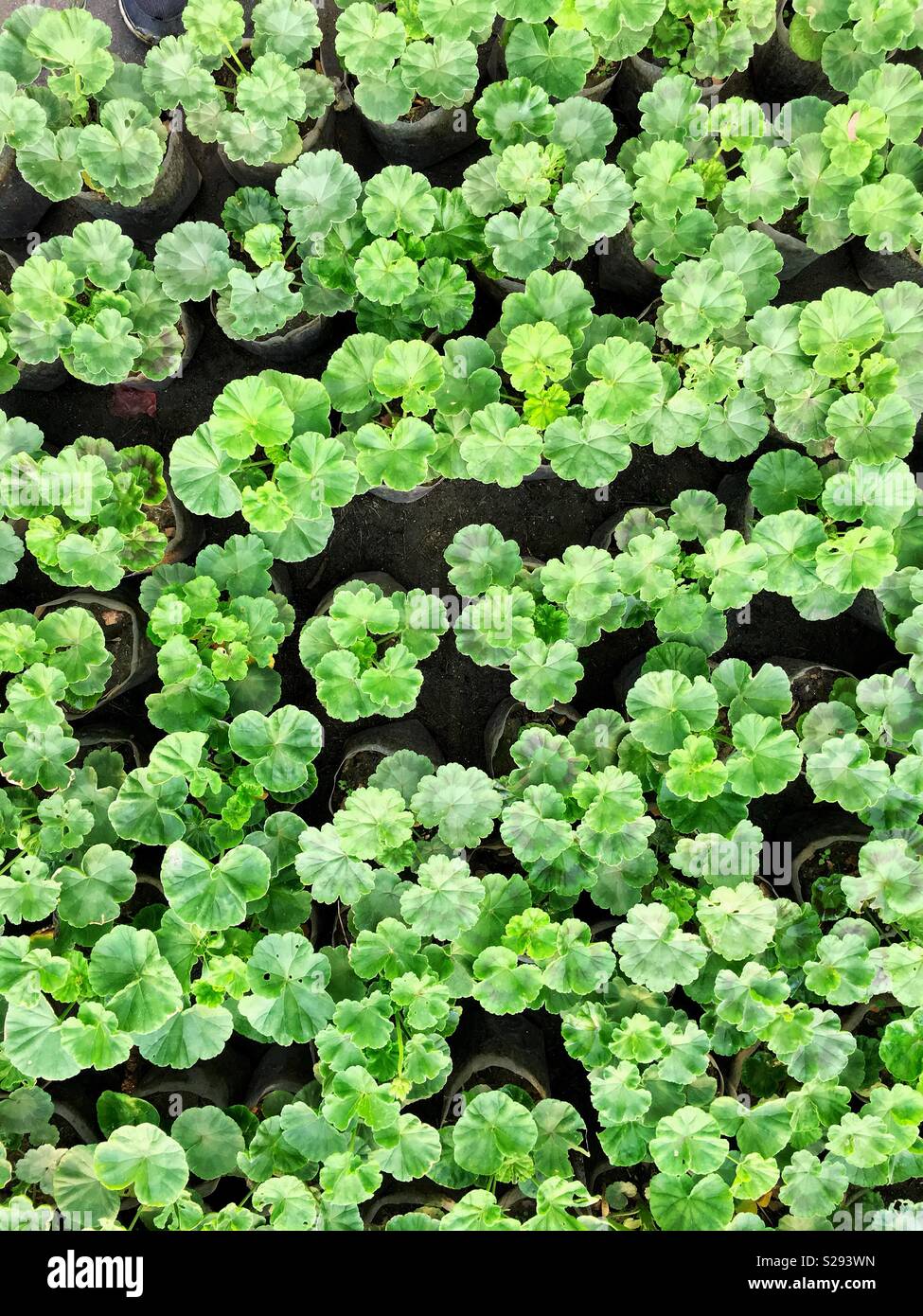 Top down view of young plants of geraniums Stock Photo