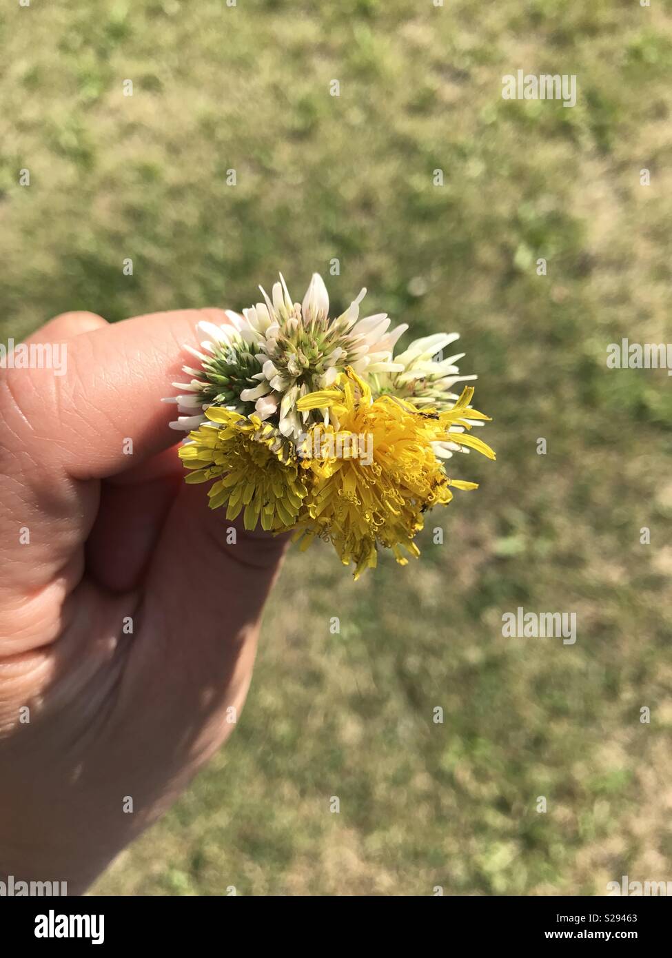 Pretty cheeky weeds Stock Photo