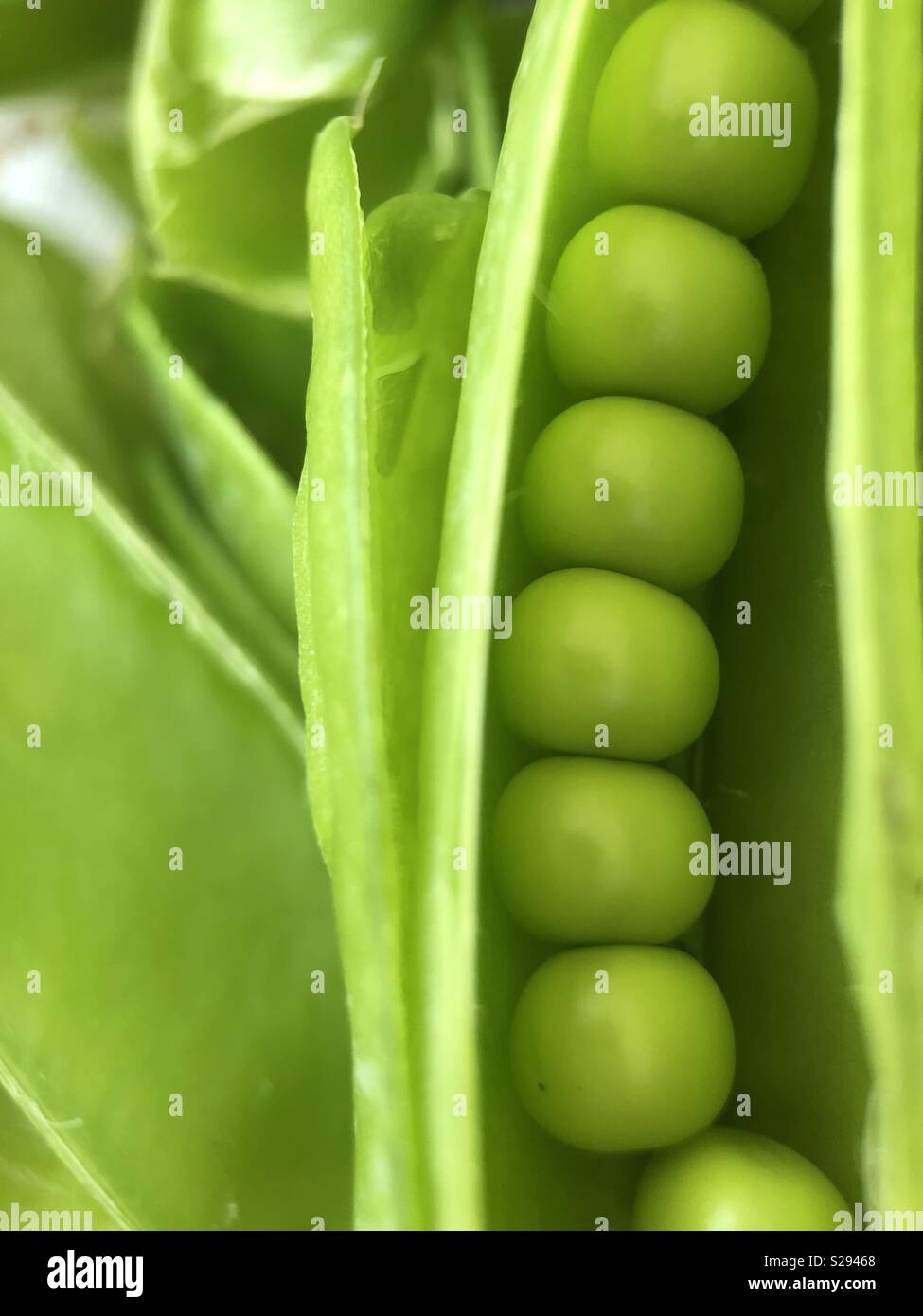 Fresh Peas Stock Photo