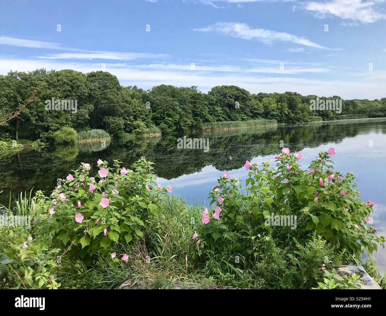 Massapequa Preserve, Nassau County, Long Island Stock Photo Alamy