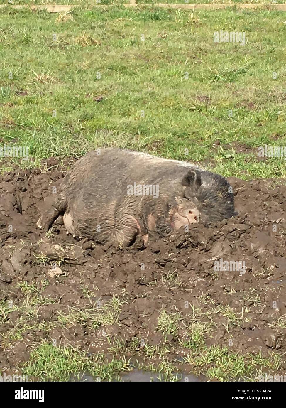 Pig in mud Stock Photo