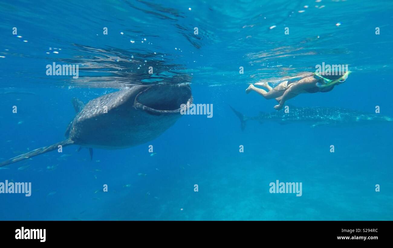 Whale shark swim In Bali Stock Photo Alamy