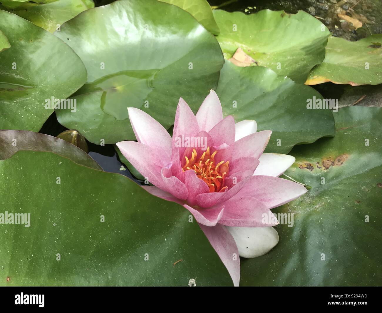 Floating lily pads hires stock photography and images Alamy
