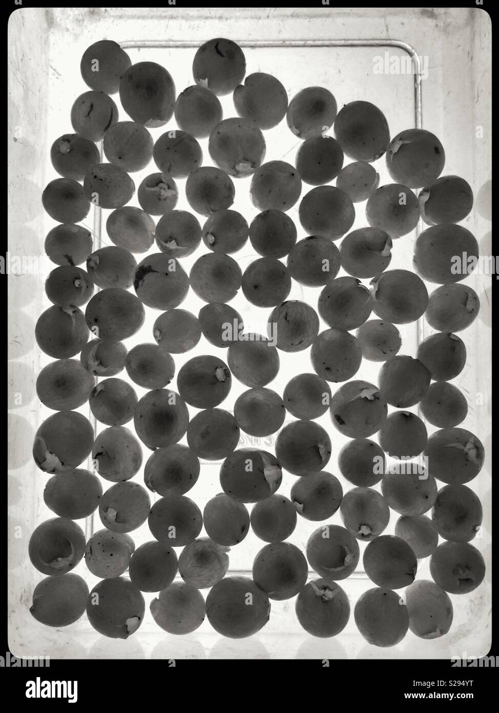 A 100 [ish] berry sample of Macabeo grapes for making white wine, Catalonia, Spain. - Smartphone Captured Stock Image