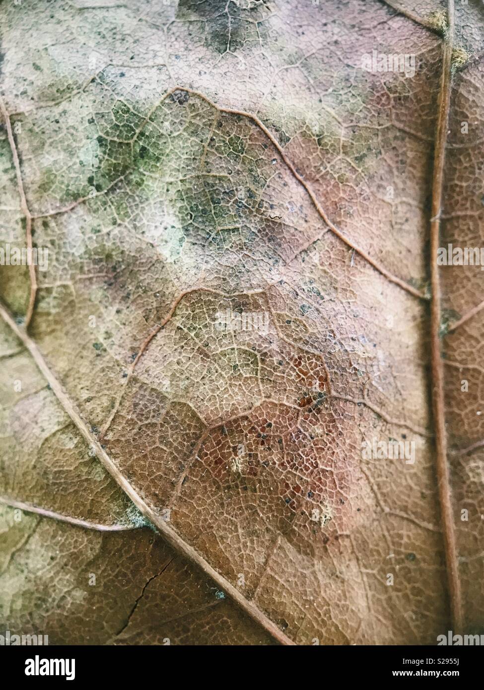 Macro photograph of a dried leaf during fall in New Jersey, USA. Stock Photo