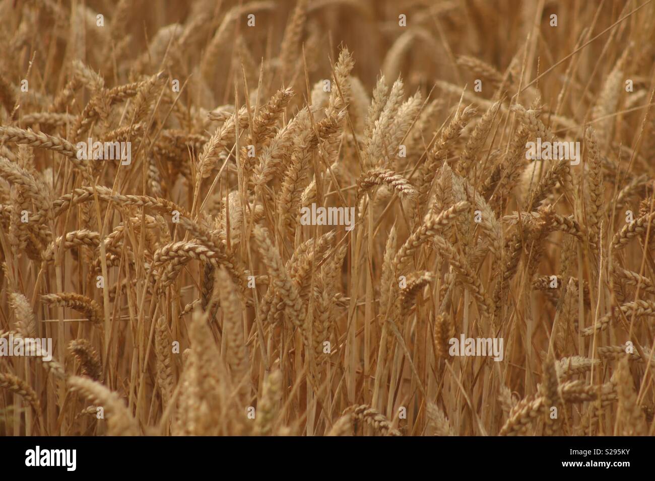 Fields Of Gold Stock Photos & Fields Of Gold Stock Images Alamy