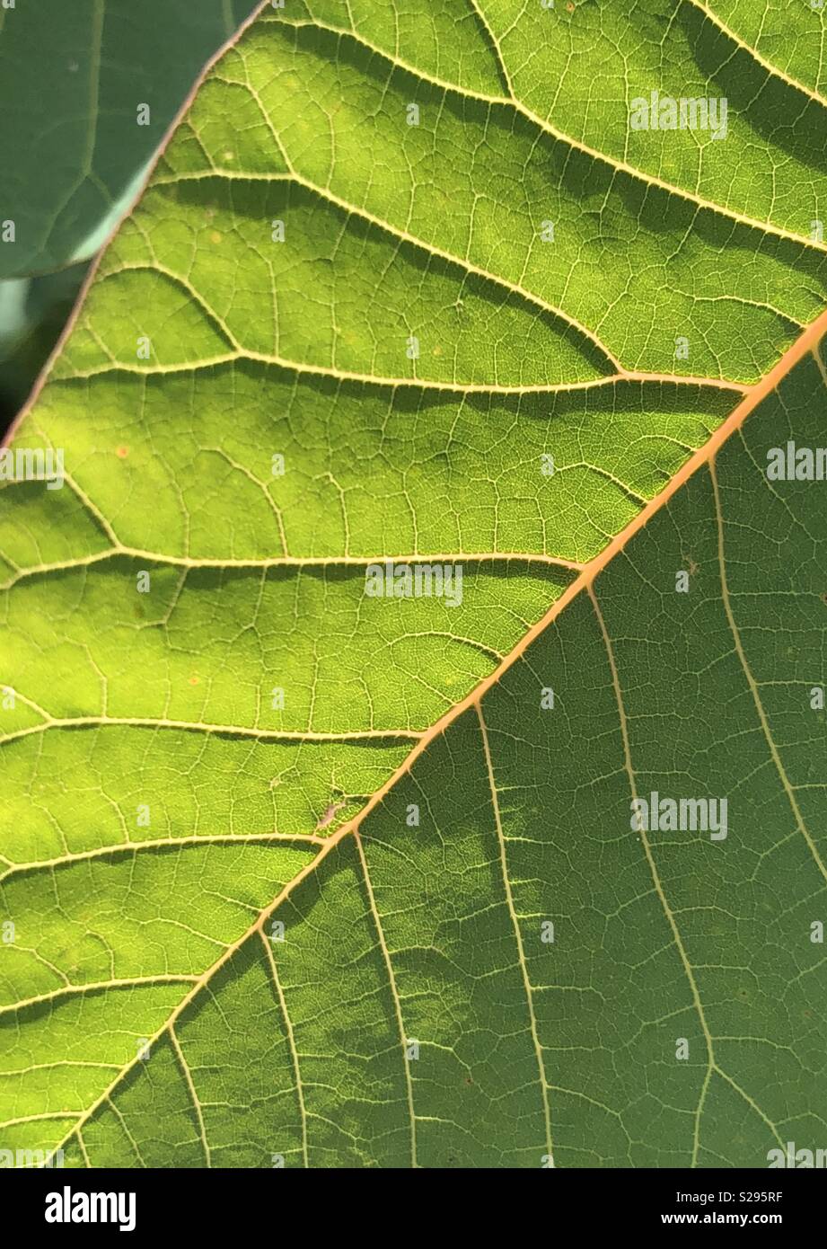 Light on veins of a leaf making abstract pattern - Smartphone Captured Stock Image