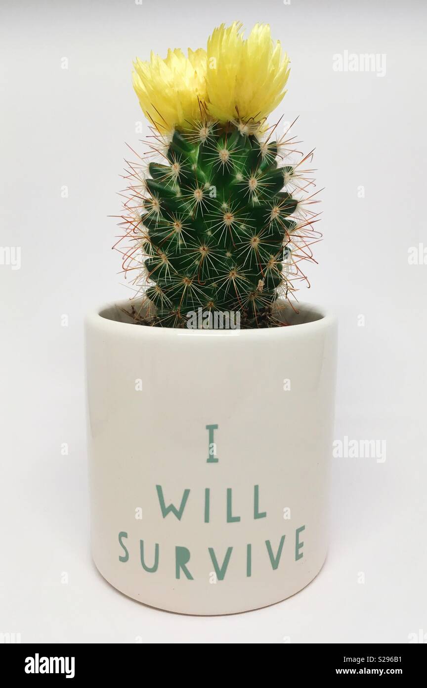 A small yellow flowering cactus in white pot with the slogan I Will Survive written in green lettering. Stock Photo