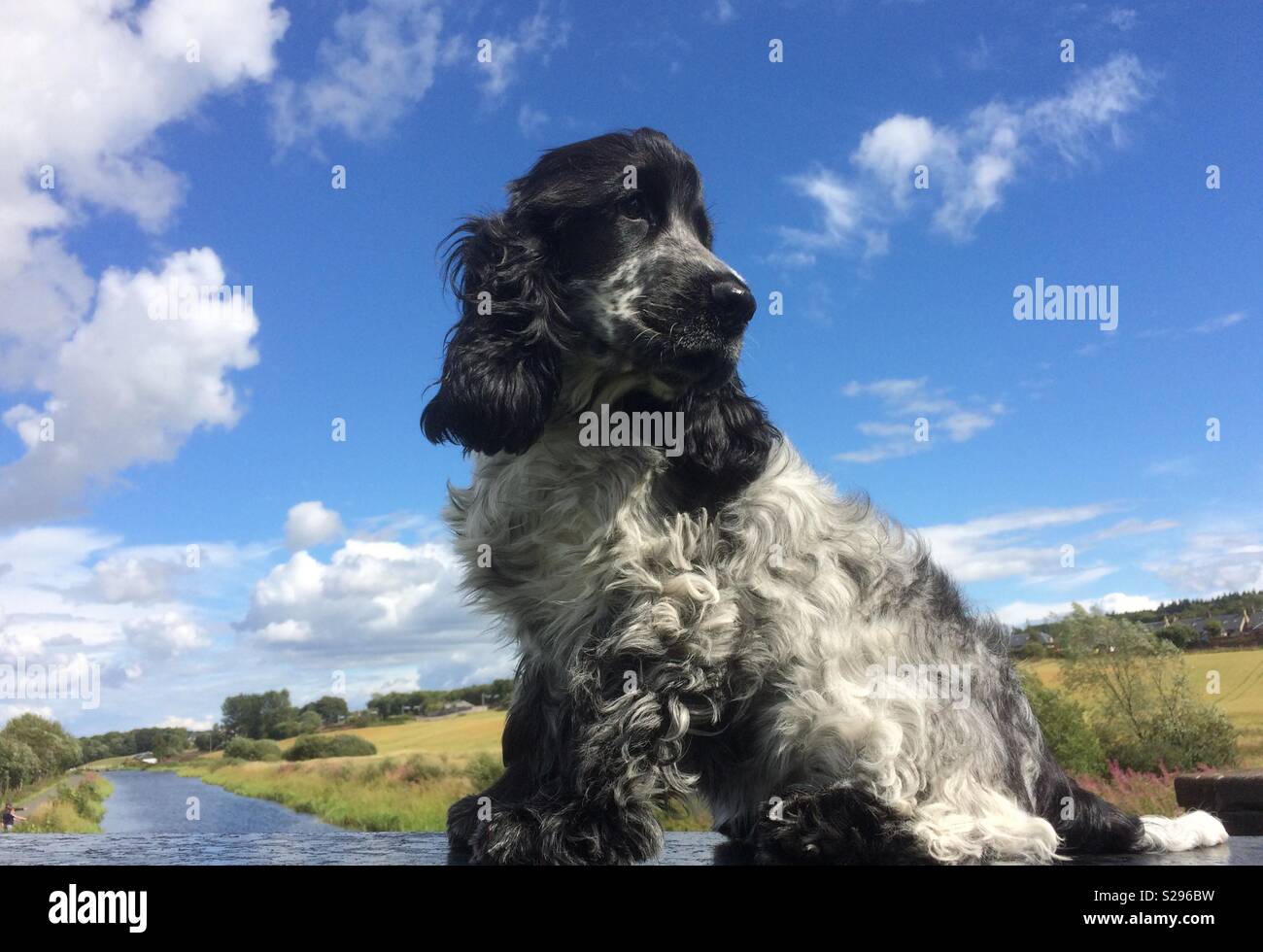 blue rome cocker spaniel