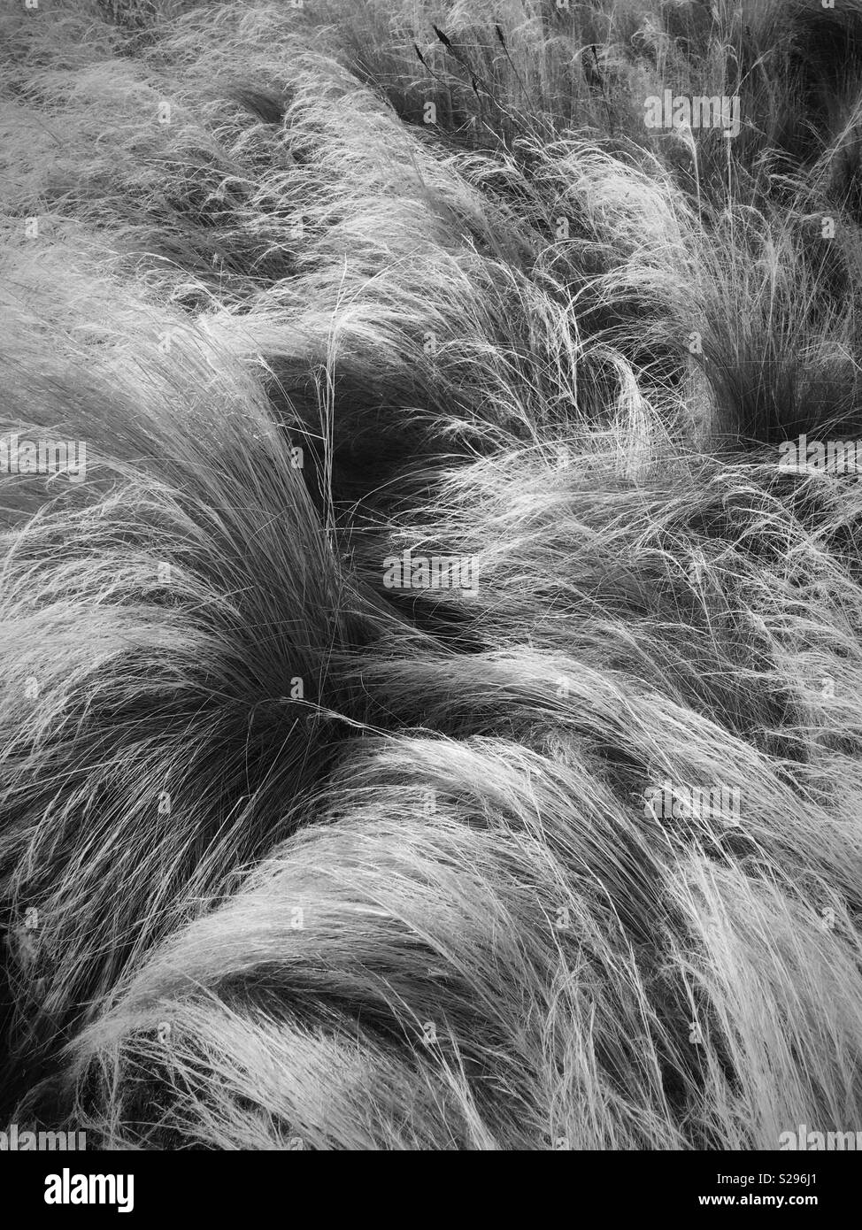 The beauty of hay Stock Photo - Alamy