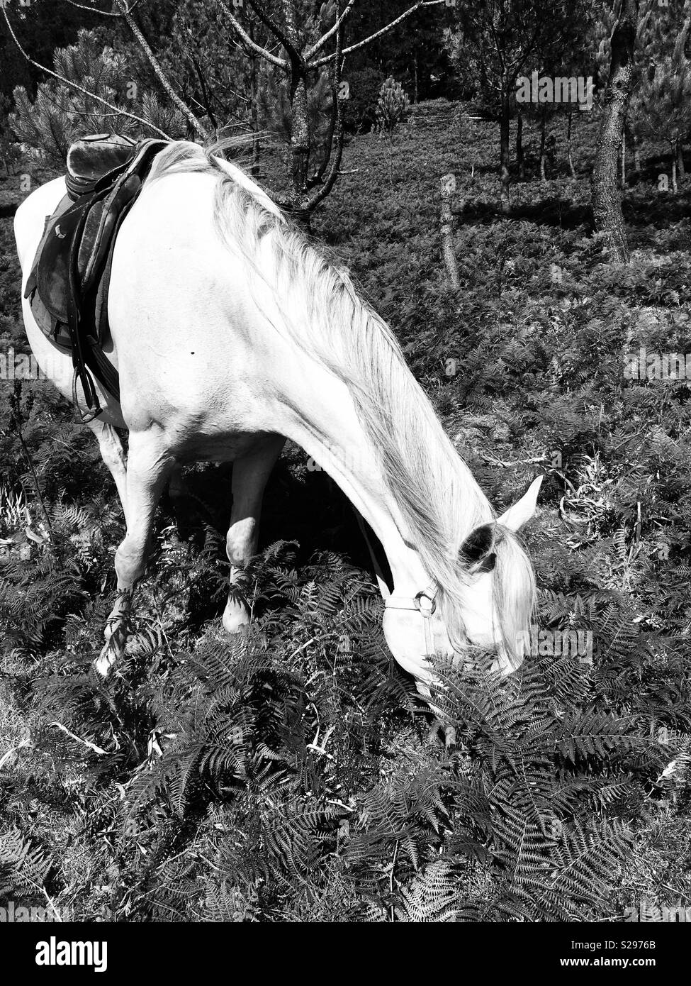 Picture of Horse eating grass Stock Photo - Alamy