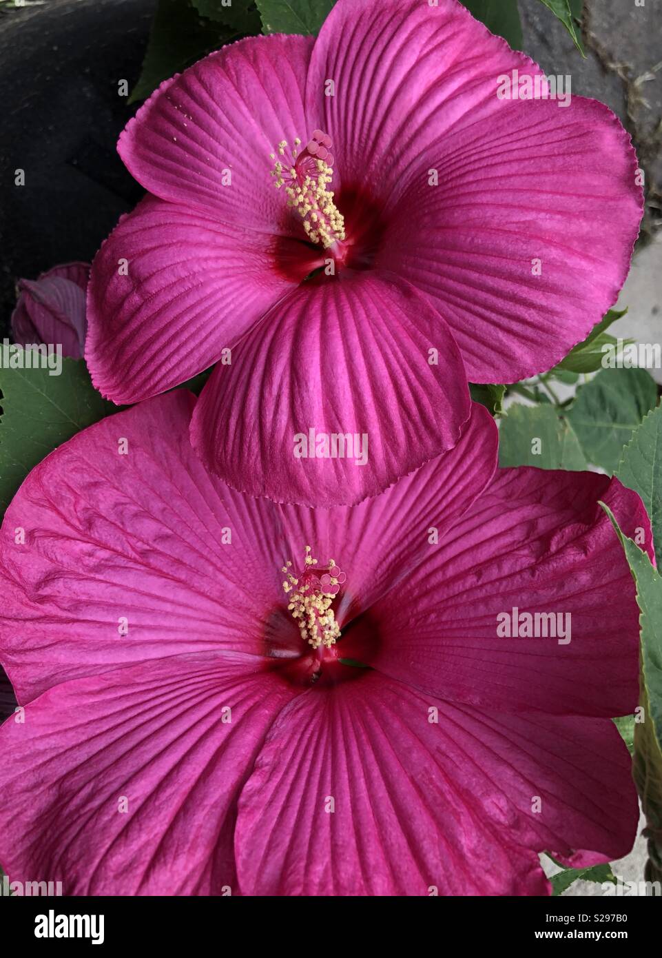 Hardy Perennials Stock Photo