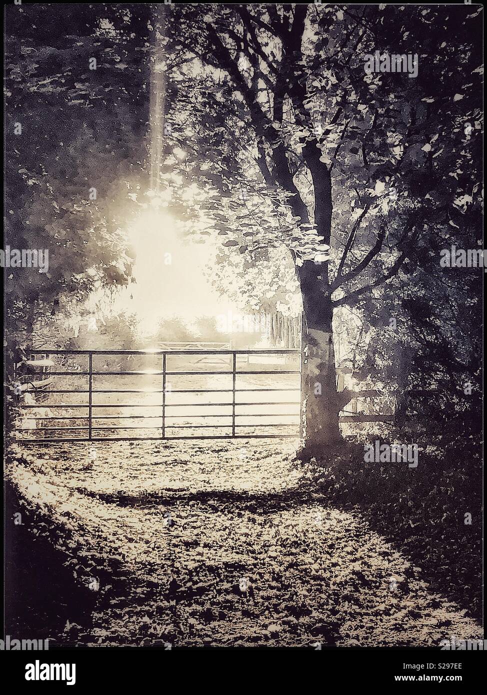 Morning sunshine in black and white Stock Photo - Alamy