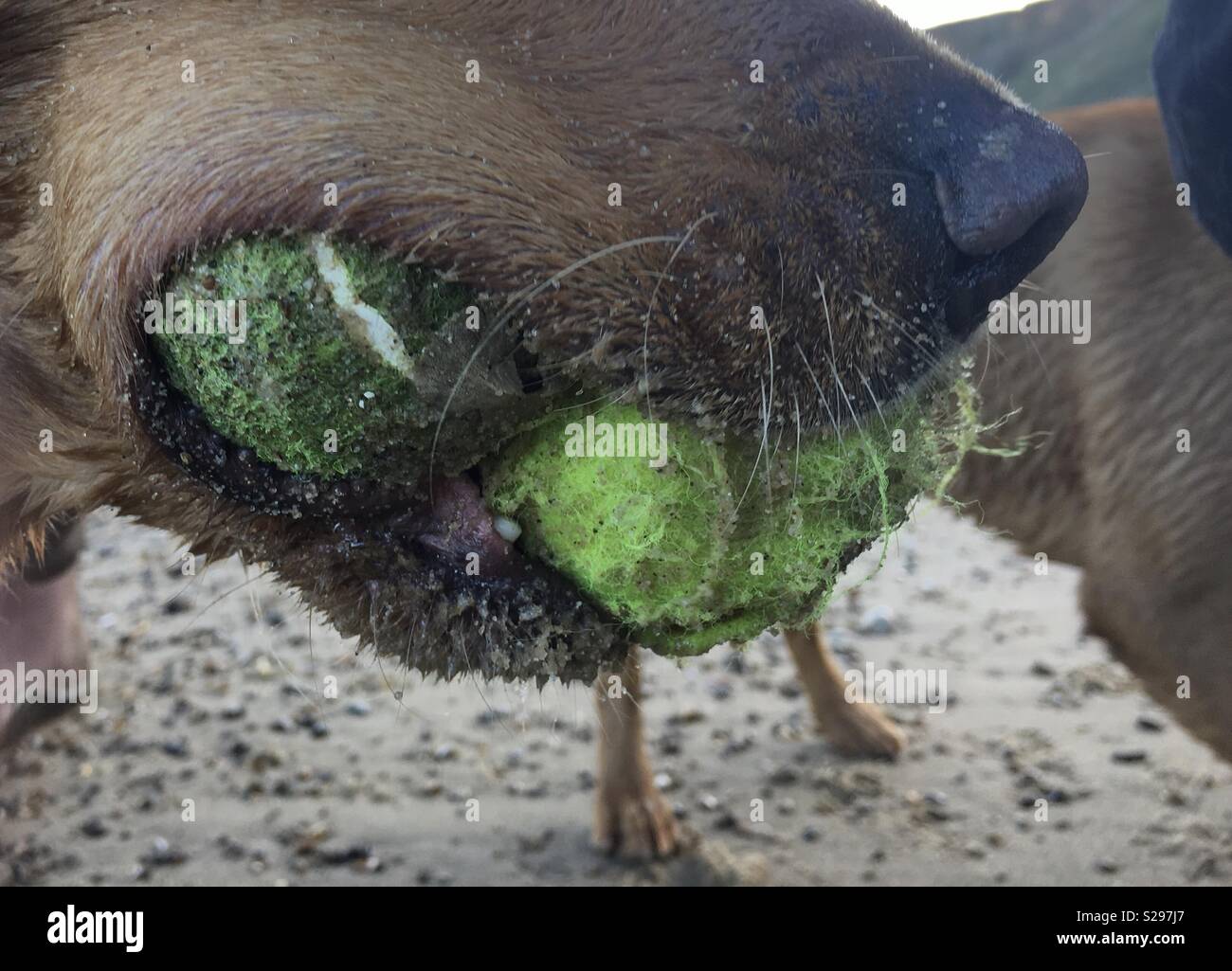 Hairy dog balls hotsell