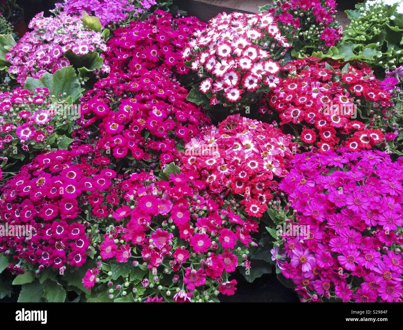 Varied cinerarias. Stock Photo