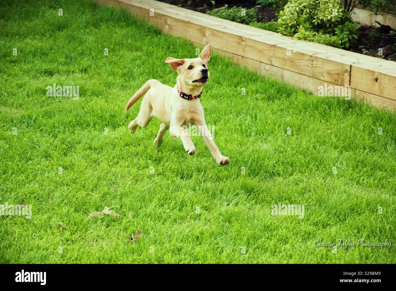 Labrador puppy running Stock Photo Alamy