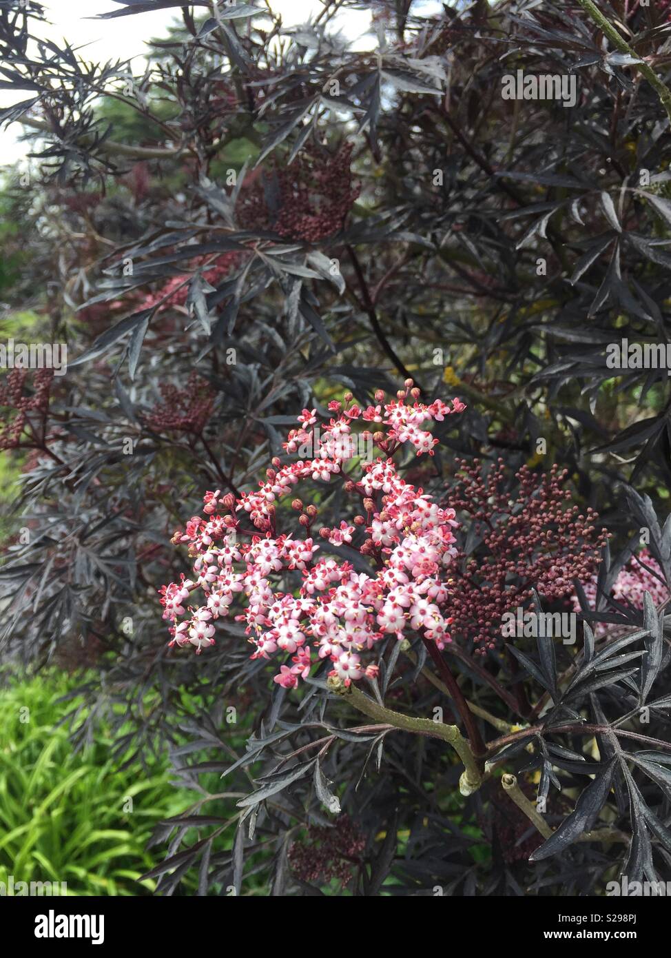 Black elder with fine dissected purple-black leaves and pink-white flowers. Sambucus nigra f. porphyrophylla ‘Eva’ Stock Photo