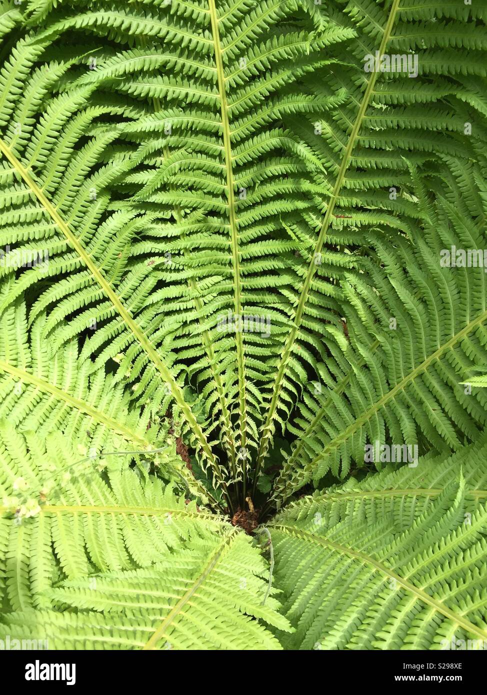 Centre and expanding foliage of male fern Stock Photo