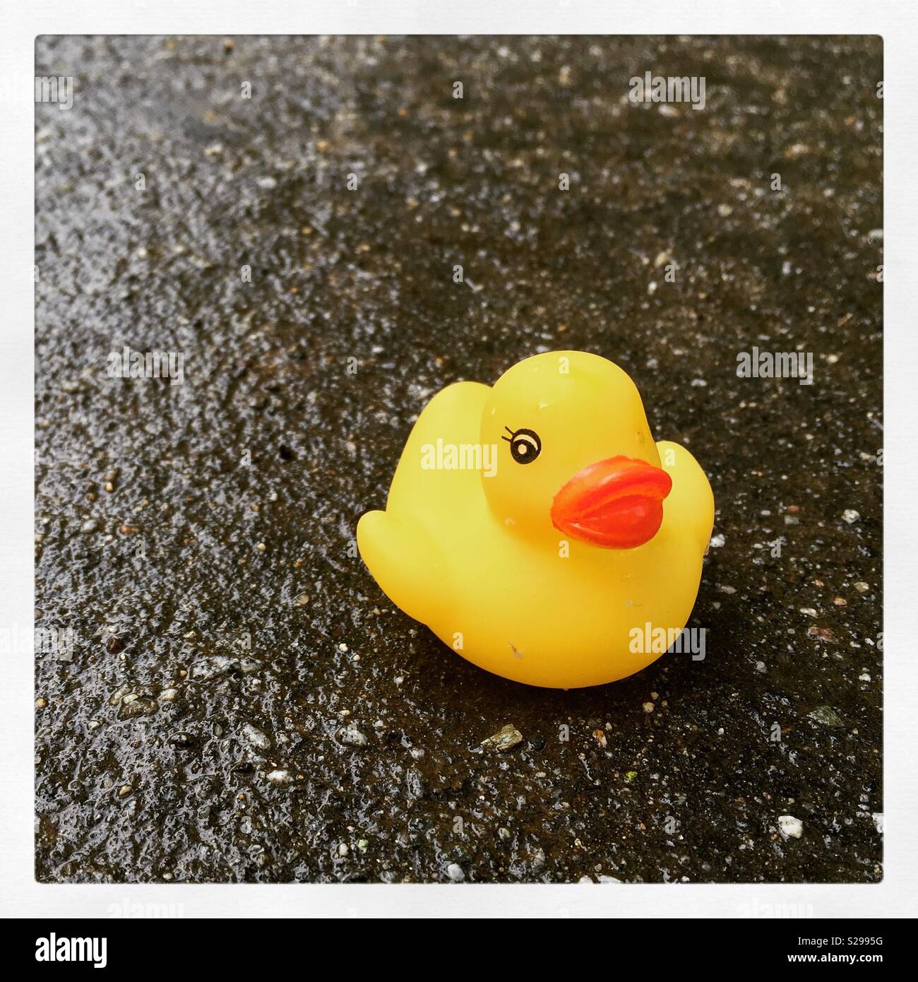 Rubber duckie Stock Photo