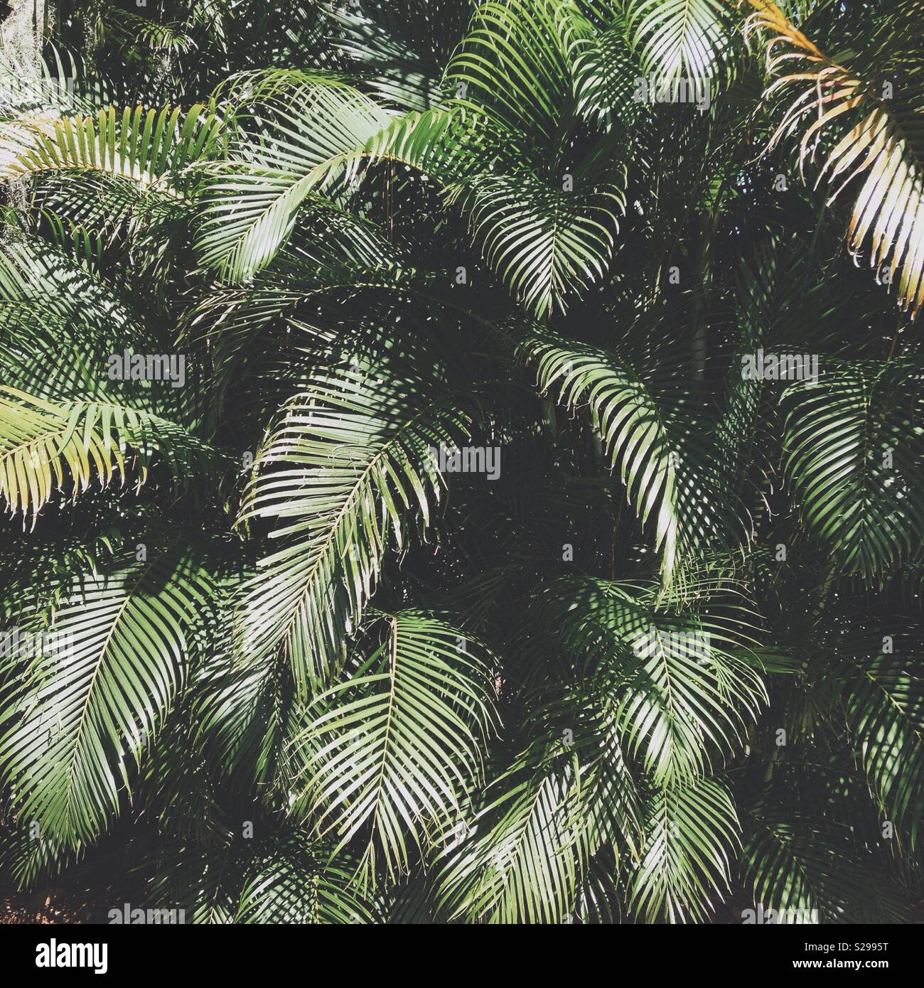 Tropical palm leaves background, backgrounds, tropical background - Smartphone Captured Stock Image