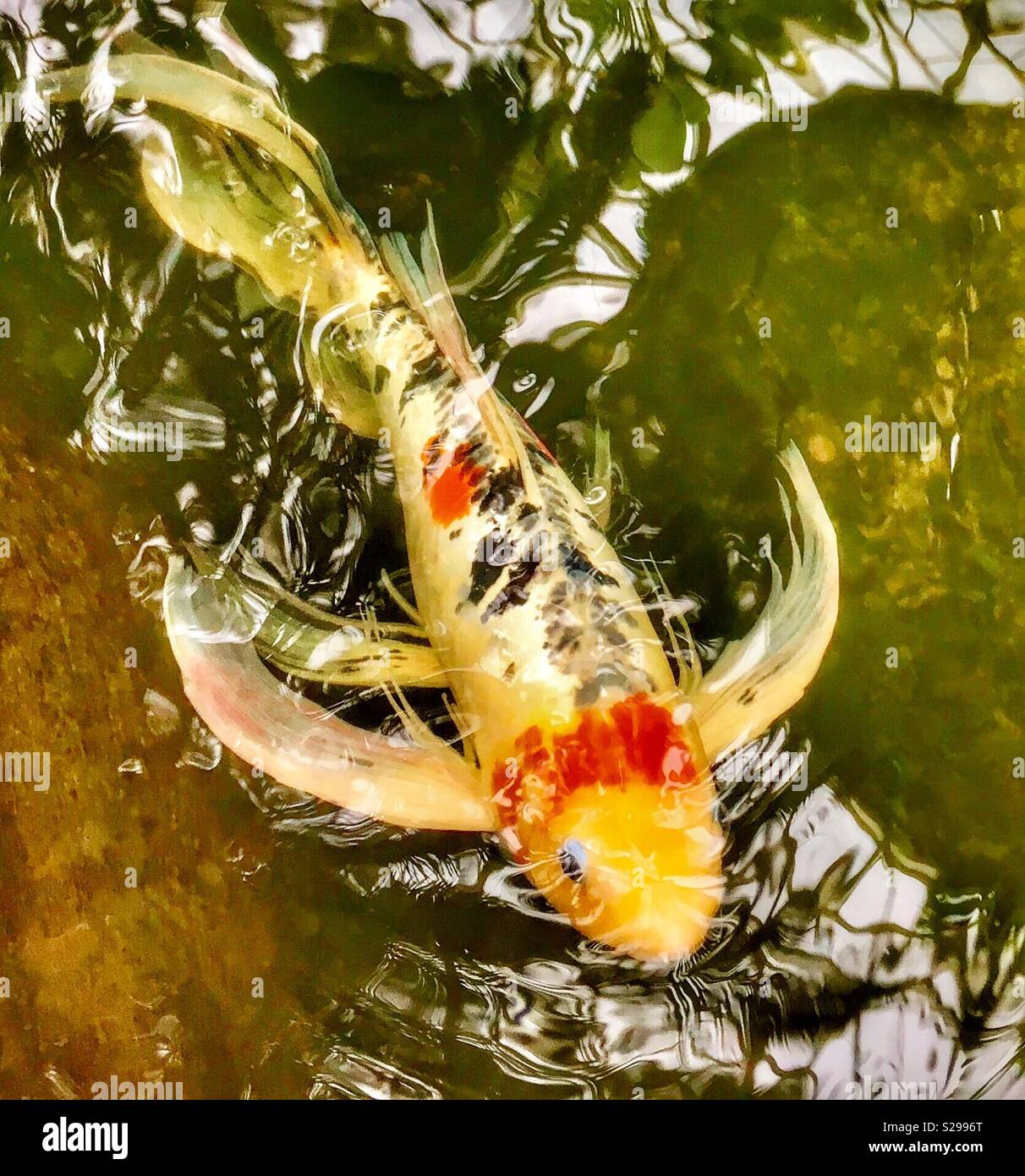 White koi fish with black and red or orange spots hires stock