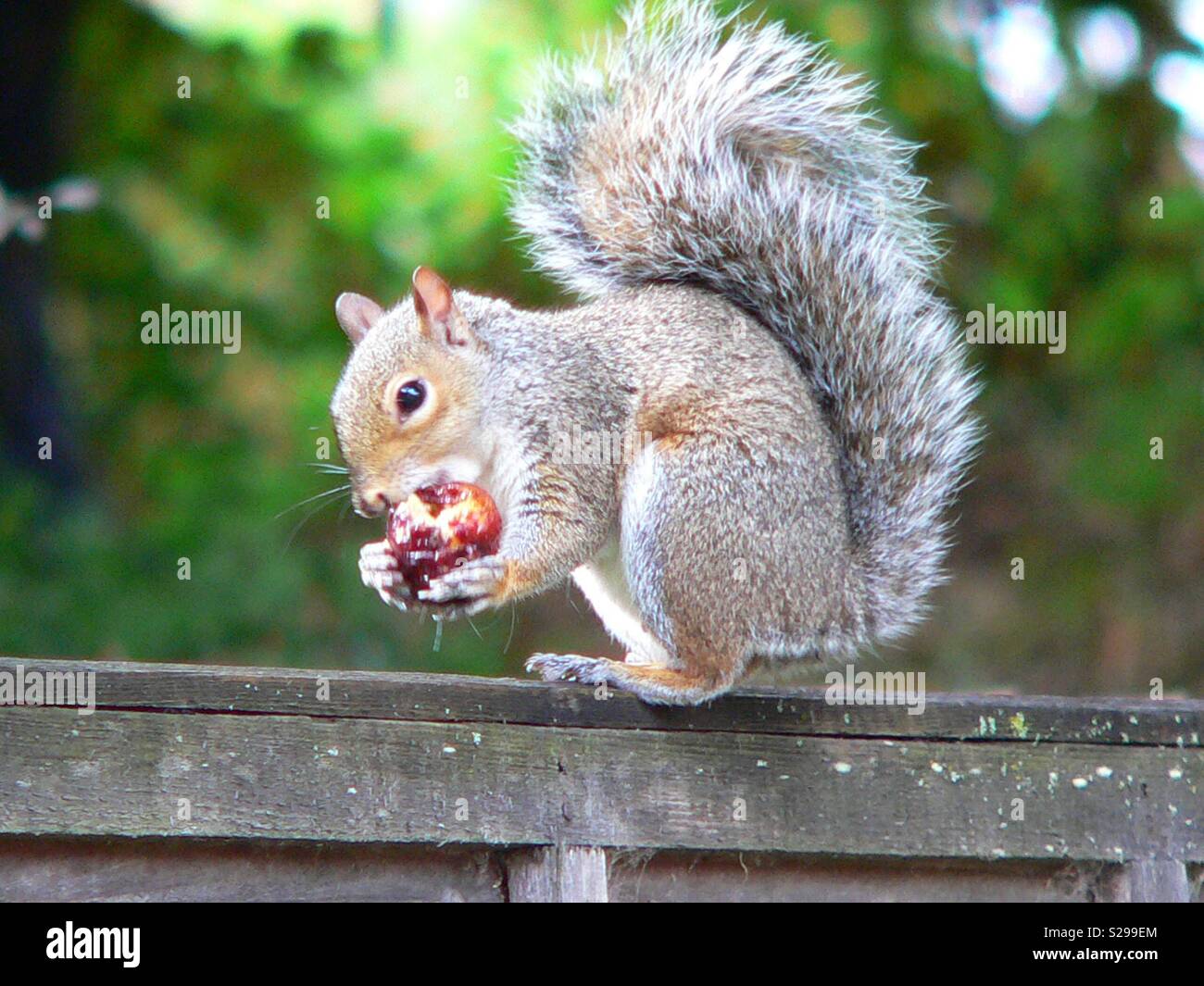 Grey squirrel eating a fig in the garden Stock Photo Alamy