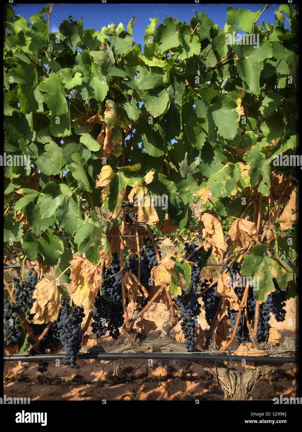 Syrah grapes undergo drought stress as they ripen on the vine, Catalonia, Spain. - Smartphone Captured Stock Image