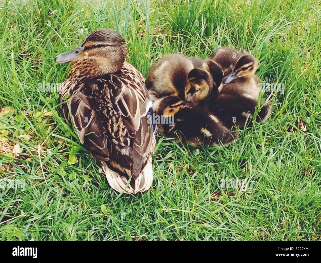 Mother duck and her ducklings Stock Photo Alamy