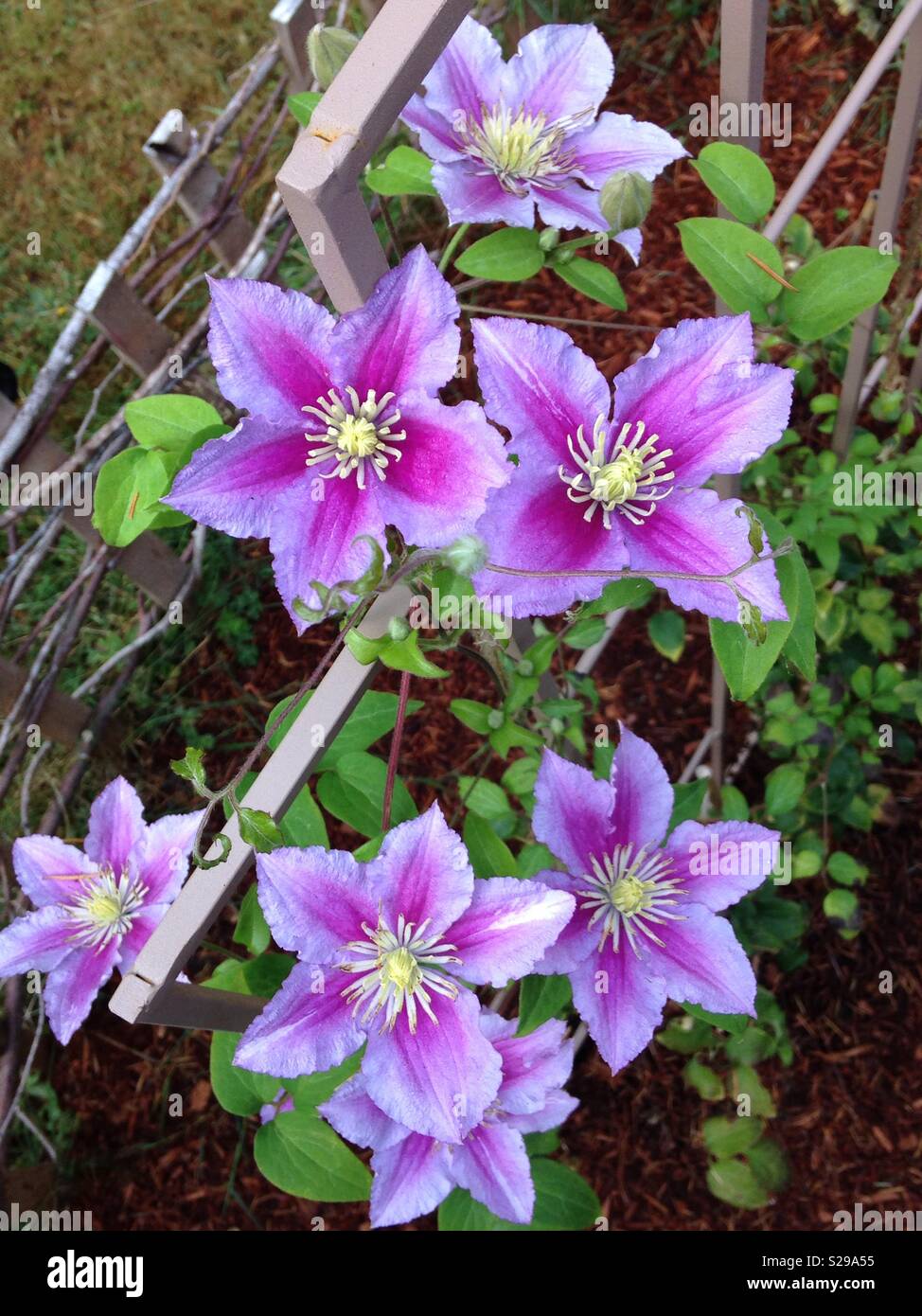 Overload of blooming flowers after one day of a steady rain Stock Photo