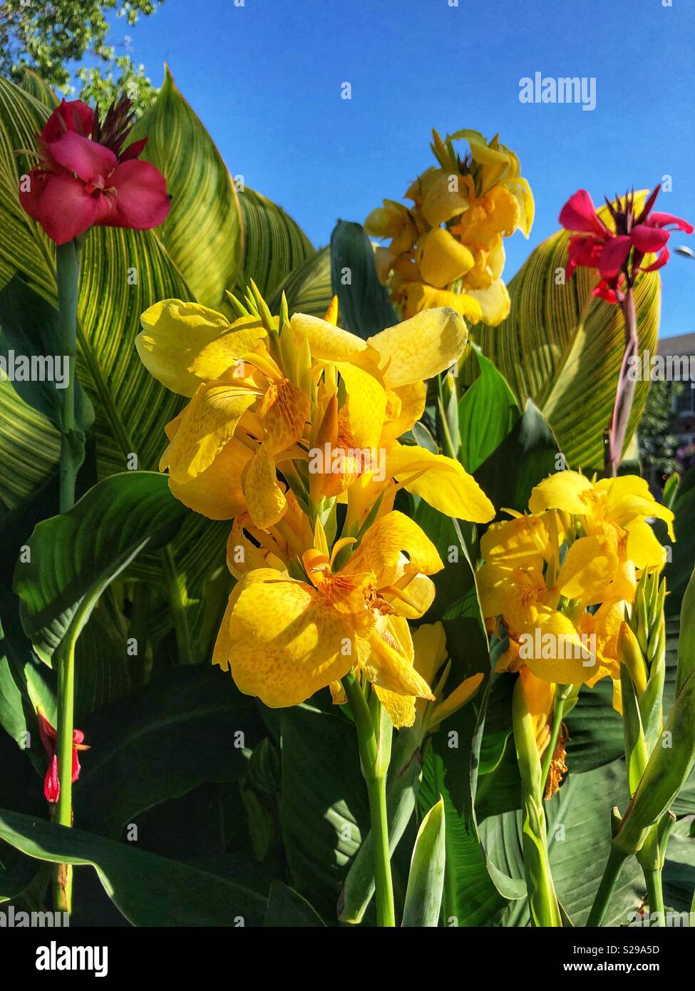 Beautiful red and yellow flowers. - Smartphone Captured Stock Image