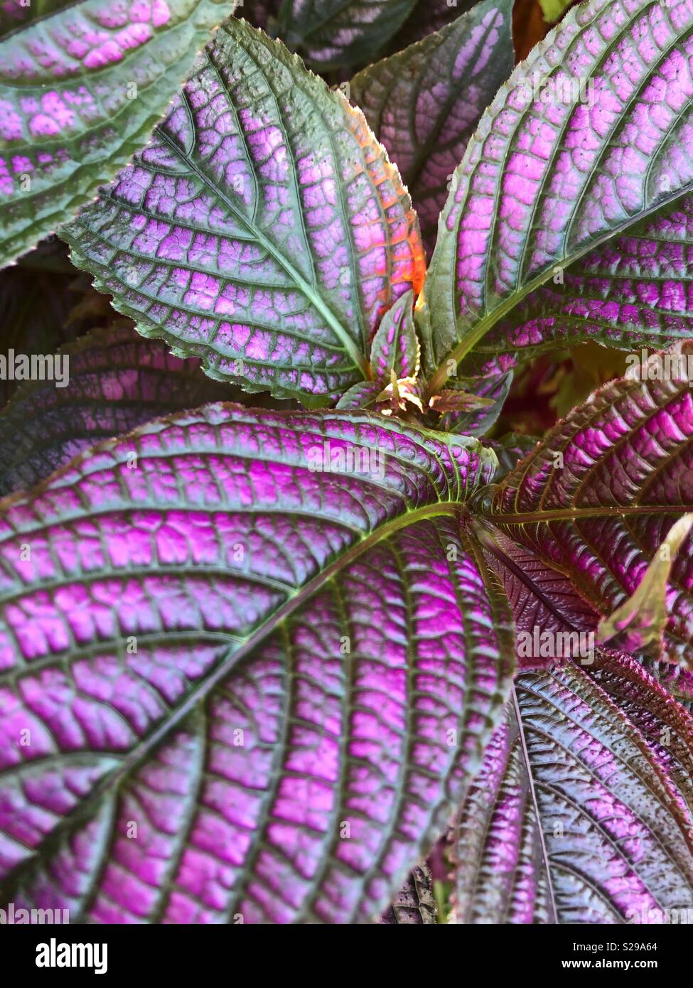 Nature’s beautiful colours and textures. - Smartphone Captured Stock Image