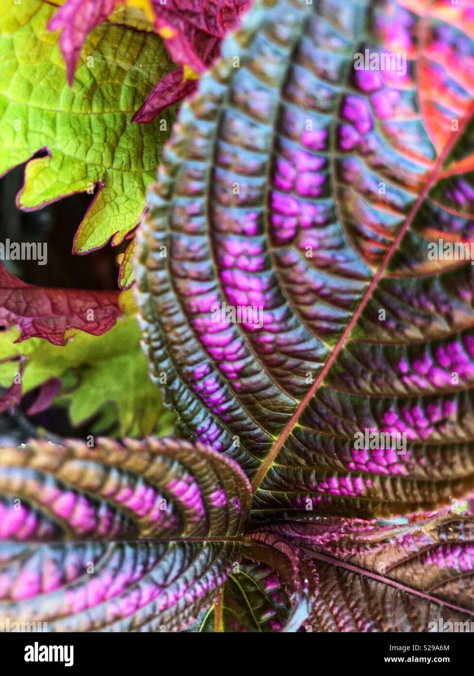 Plants and patterns. - Smartphone Captured Stock Image