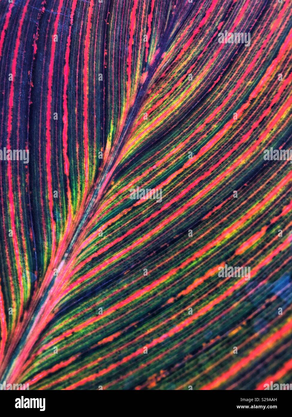 Colours of fall - nature’s patterns. - Smartphone Captured Stock Image