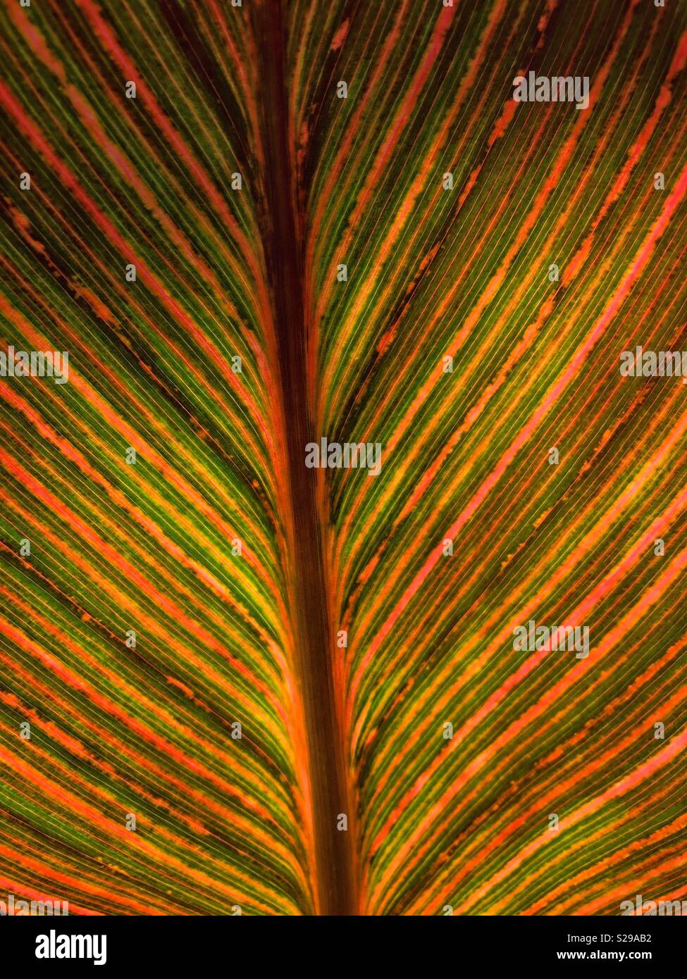 Nature’s palette. - Smartphone Captured Stock Image