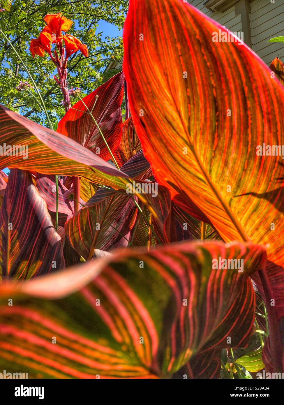 Beauty in nature. - Smartphone Captured Stock Image